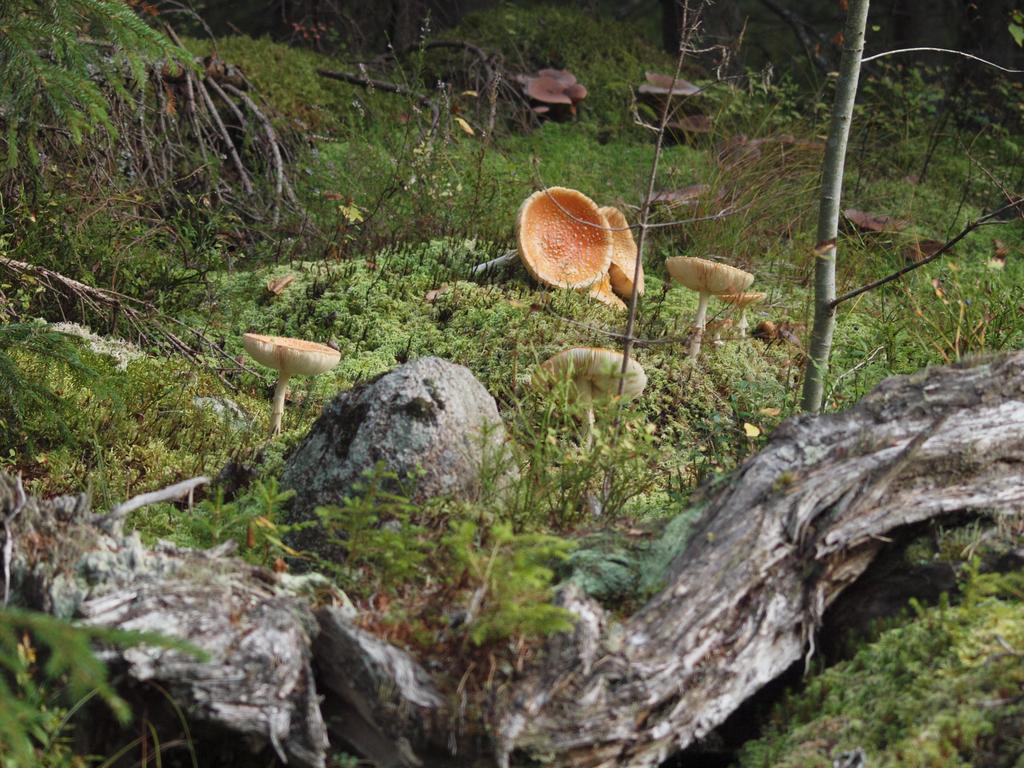 Mieps Huset Dalarna Holiday Kullen  Zewnętrze zdjęcie