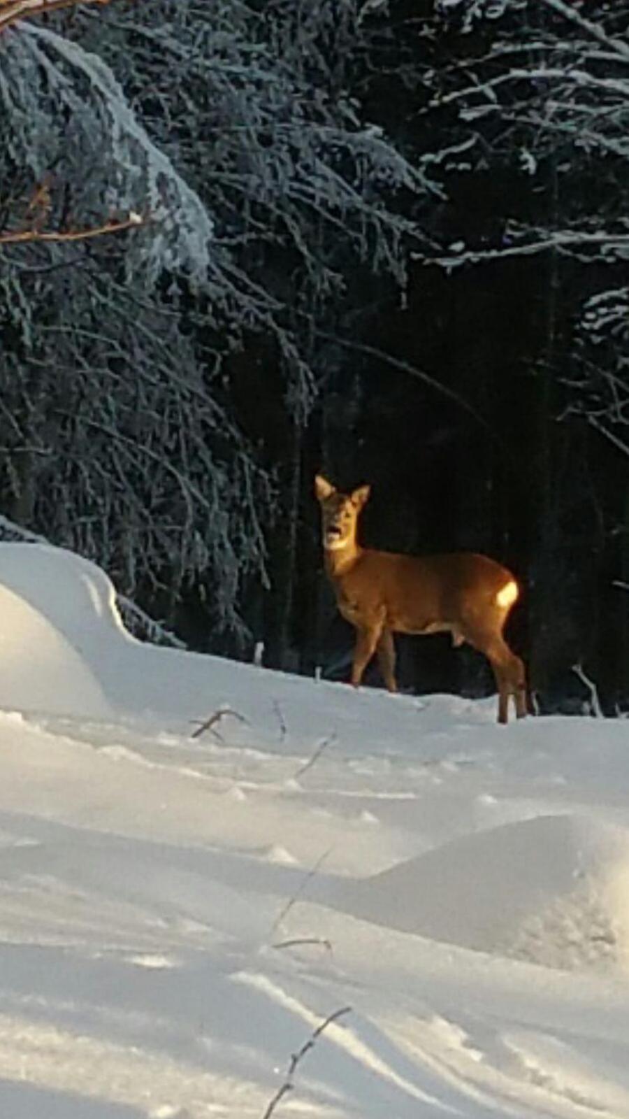 Willa Mieps Huset Dalarna Holiday Kullen  Zewnętrze zdjęcie